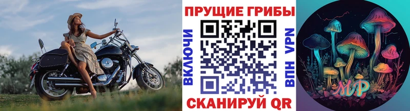 Галлюциногенные грибы Psilocybe  наркотики  Чкаловск 